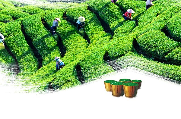 茶叶-绿茶文化